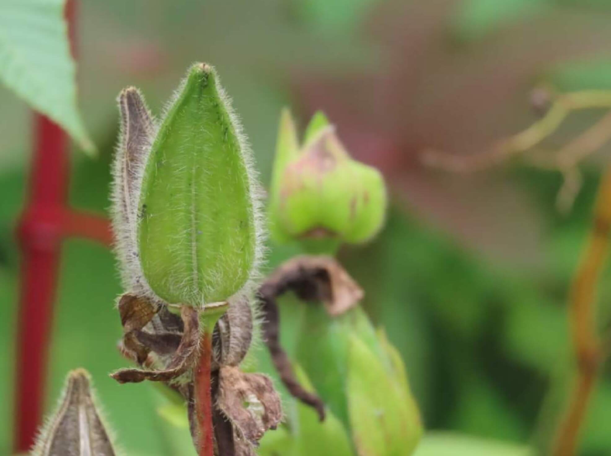 花オクラ トロロアオイ 黄蜀葵 の育て方 植え付けの時期や種まきでの増やし方 実は食べられる Greensnap グリーンスナップ