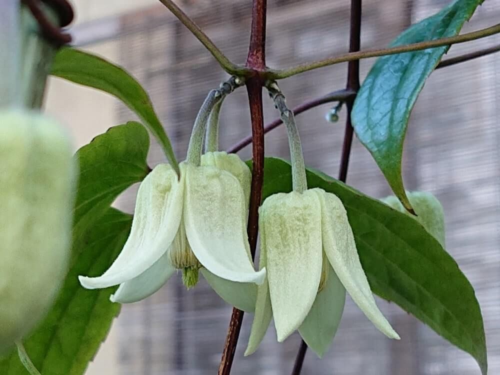 クレマチス・アンスンエンシス　白い花