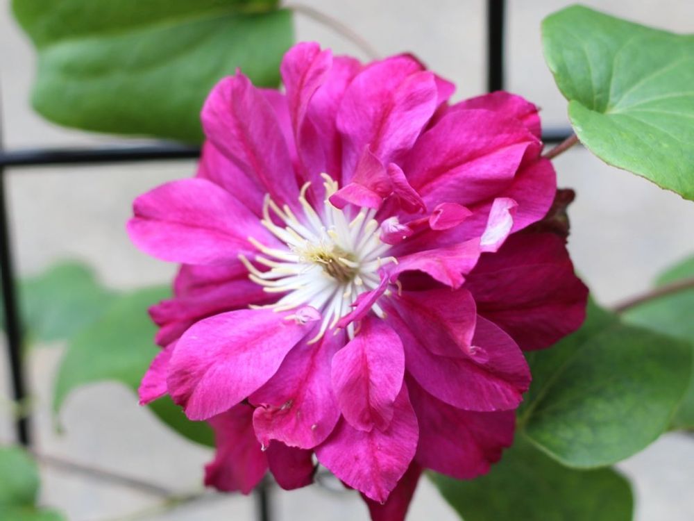 クレマチス・レッドスター　ピンク色の花