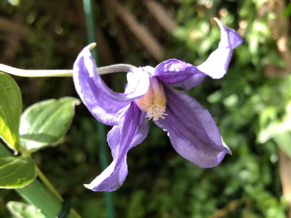 クレマチス・インテグリフォリア　紫色の花