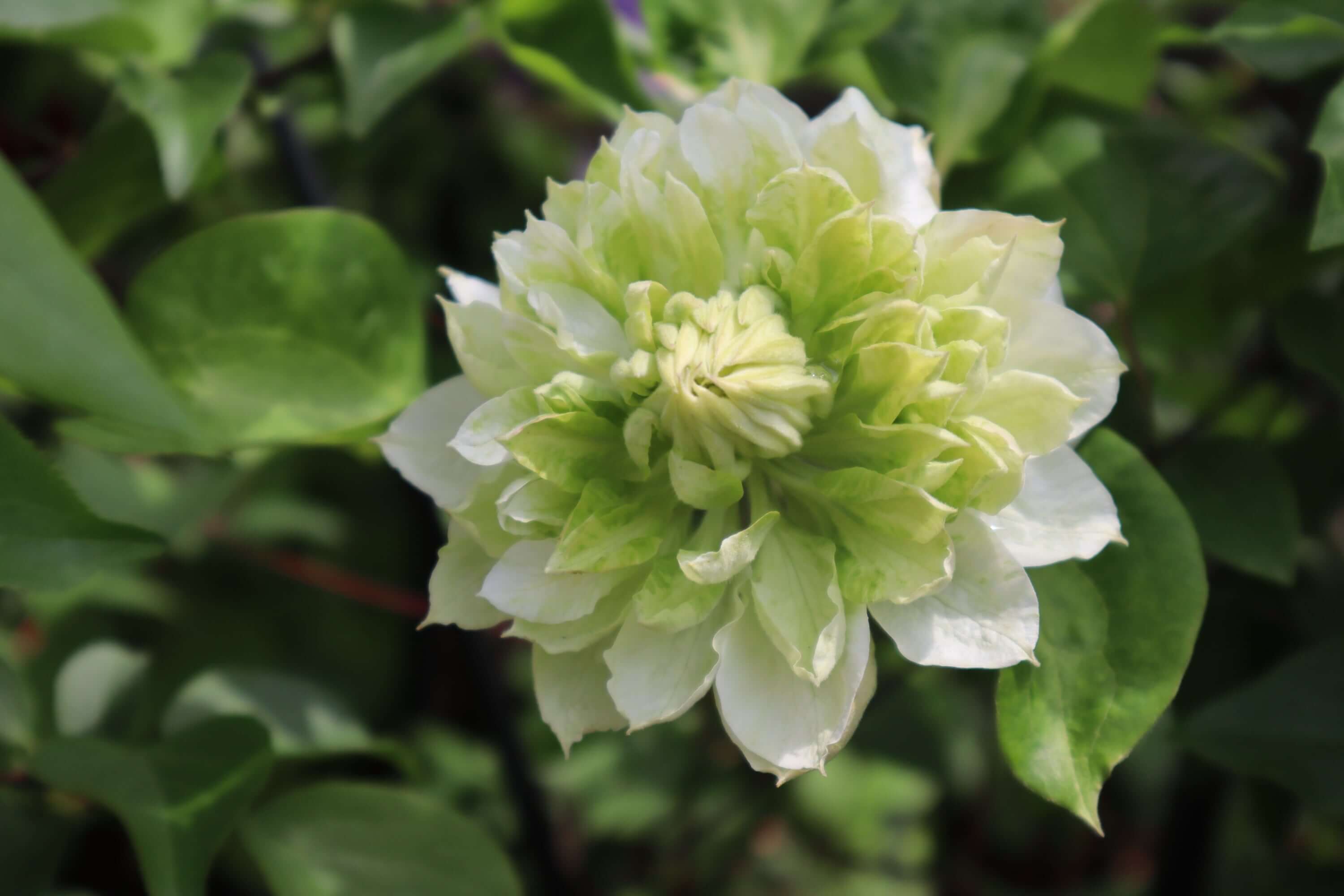 クレマチスの種類 人気品種18選 四季咲きや八重咲きで咲くのは Greensnap グリーンスナップ