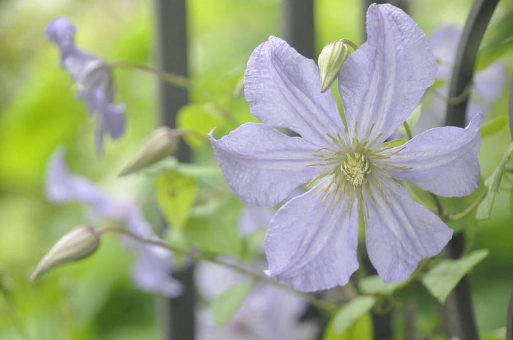 クレマチス・プリンス・チャールズ　薄紫色の花