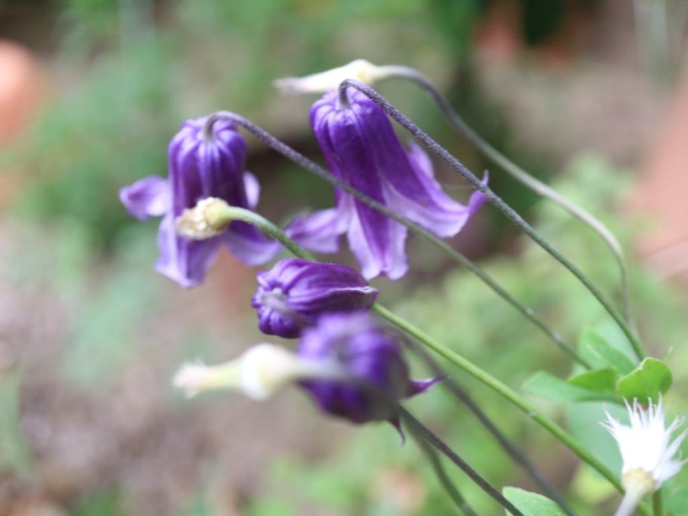 クレマチス・ロウグチ　紫色の花