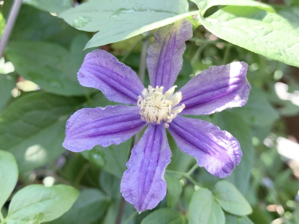 クレマチス・アラベラ　紫色の花