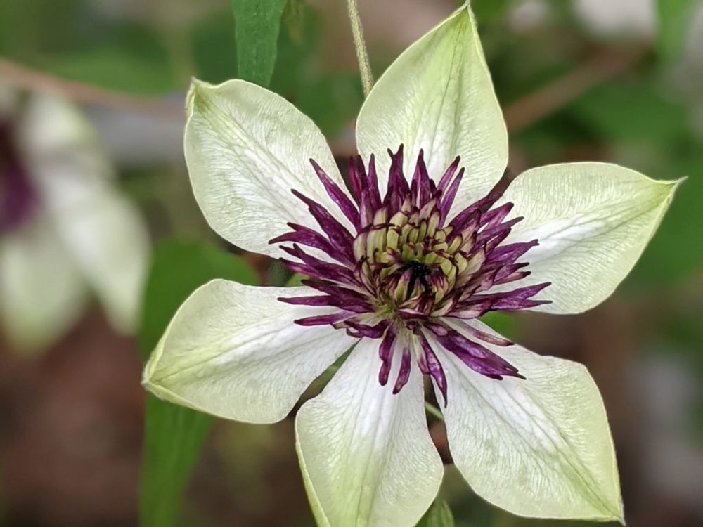 クレマチス・ビエネッタ