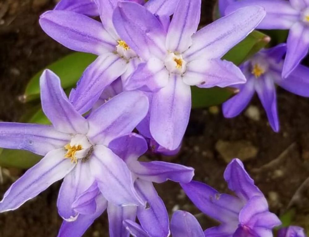 チオノドグサ　紫色の花