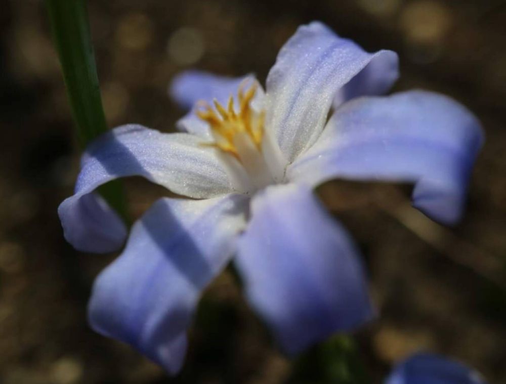 チオノドグサ　青い花