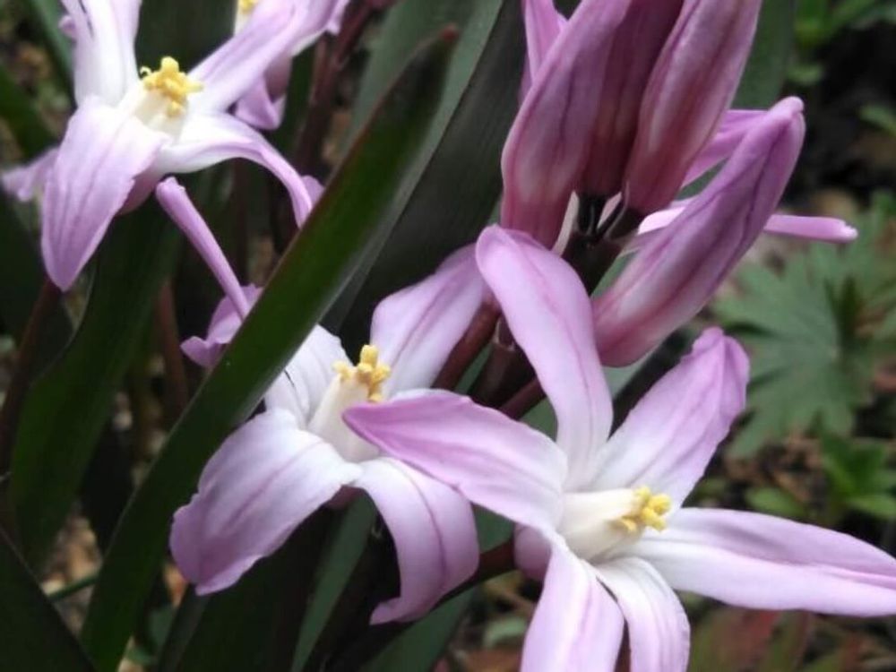 チオノドグサ　赤紫色の花