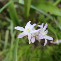 チオノドクサの育て方｜土選びや植え付け、植え替えの時期や方法の画像