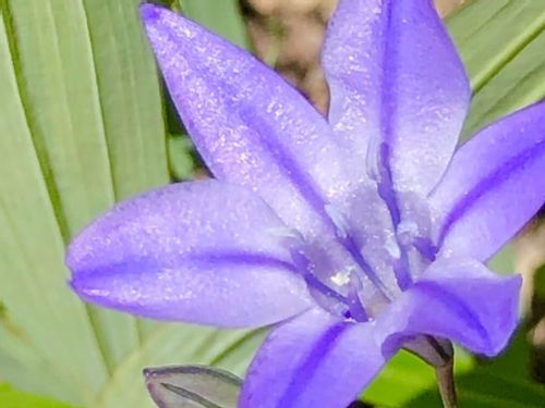 トリテレイアの育て方 球根の植え付けや花後の手入れは Greensnap グリーンスナップ