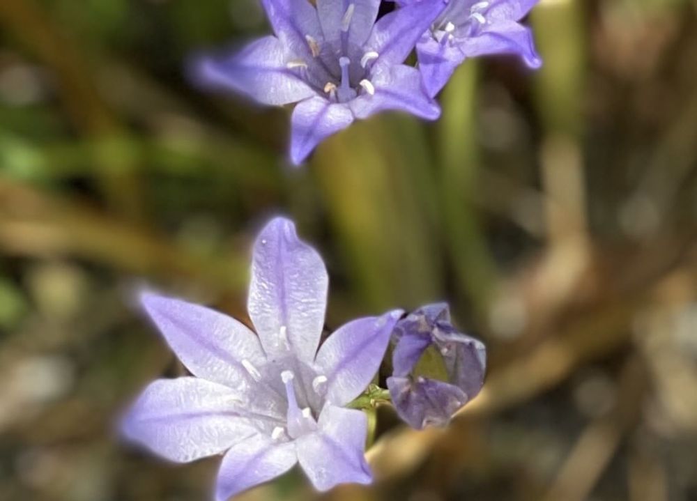 トリテレイア　薄紫色の花