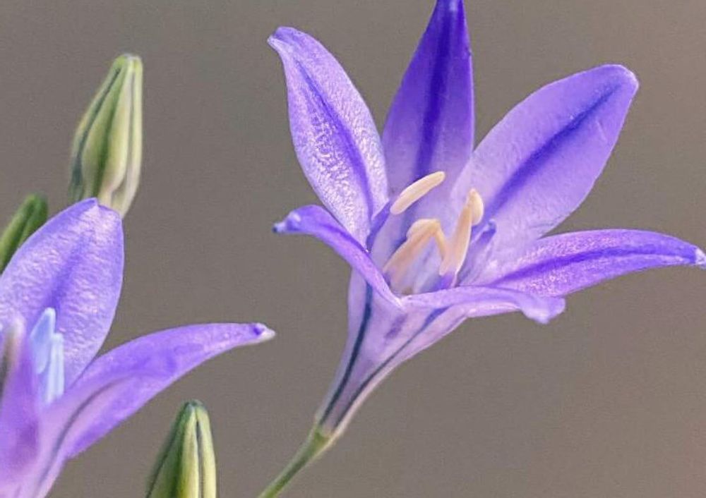 トリテレイア　紫色の花