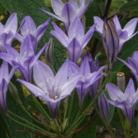 トリテレイアの育て方｜球根の植え付けや花後の手入れは？の画像