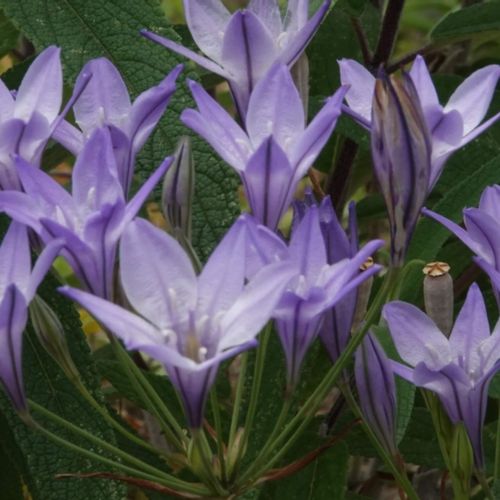 トリテレイアの育て方 球根の植え付けや花後の手入れは Greensnap グリーンスナップ
