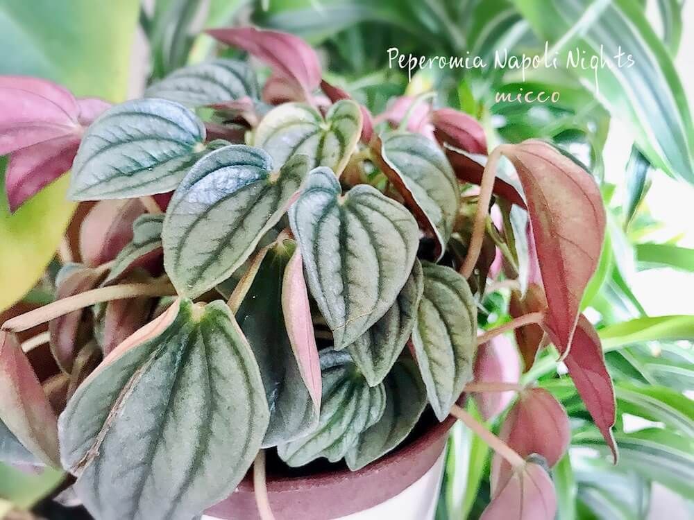 ペペロミア・ナポリナイツ