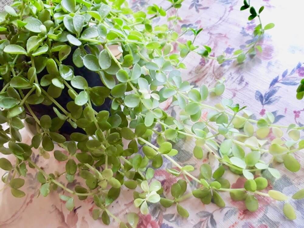 ペペロミア・デビーナ