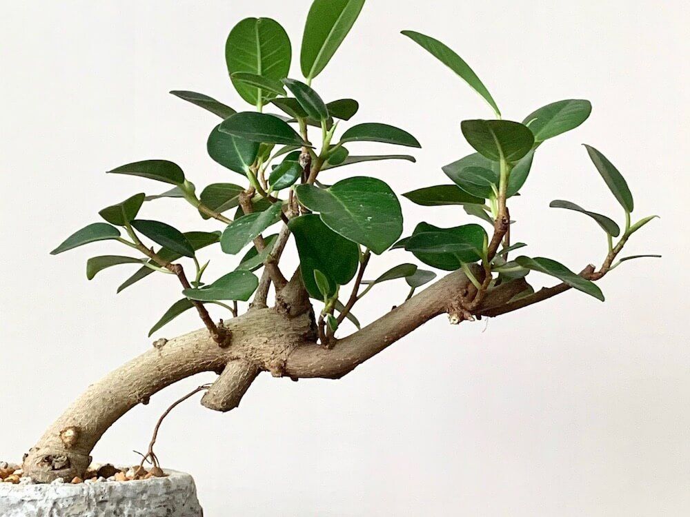 フランスゴムの木