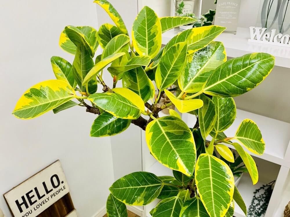 フィカス・アルテシーマ・バリエガータ