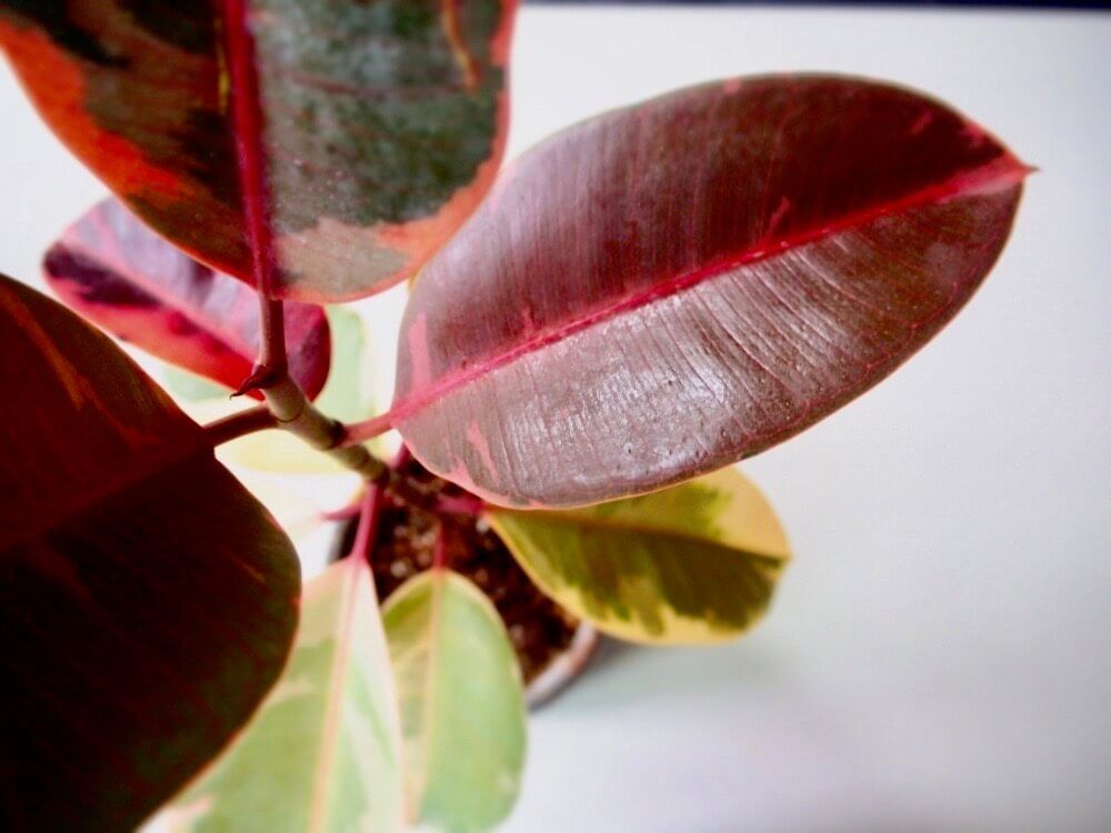 フィカス・ベリーズ