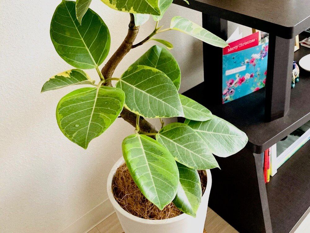 フィカス ・アルテシマ