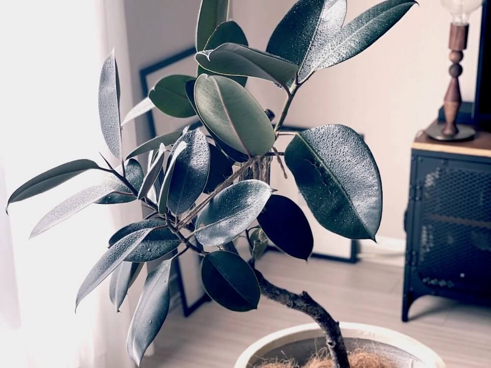 フィカス・バーガンディー