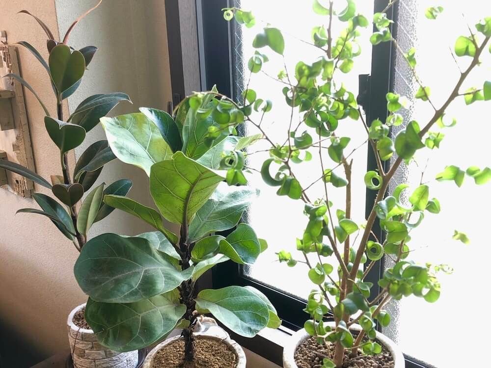 フィカス 　ゴムの木