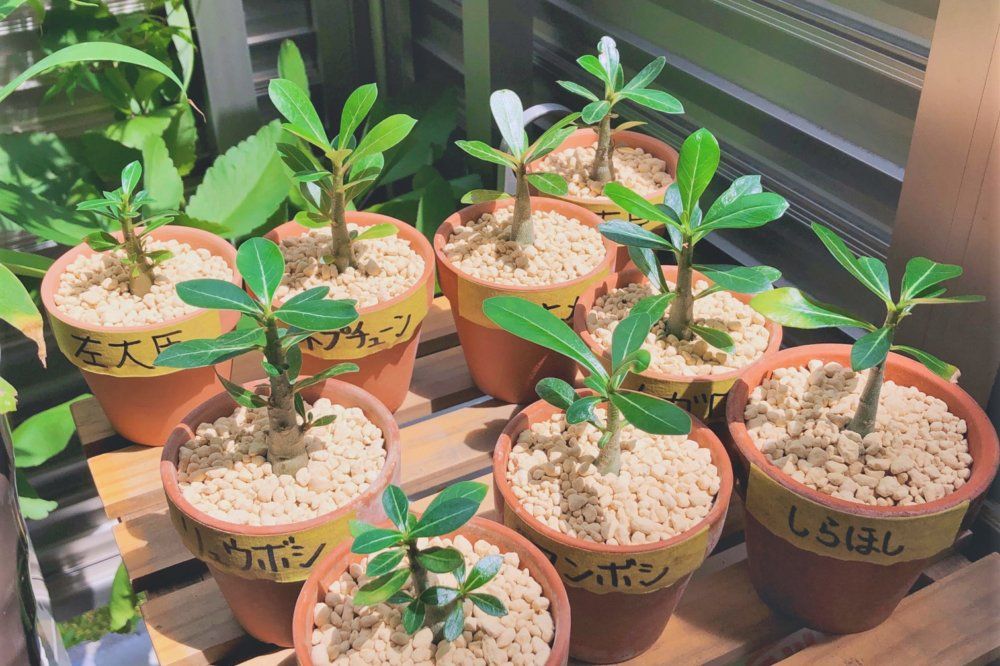 アデニウム・オベスム