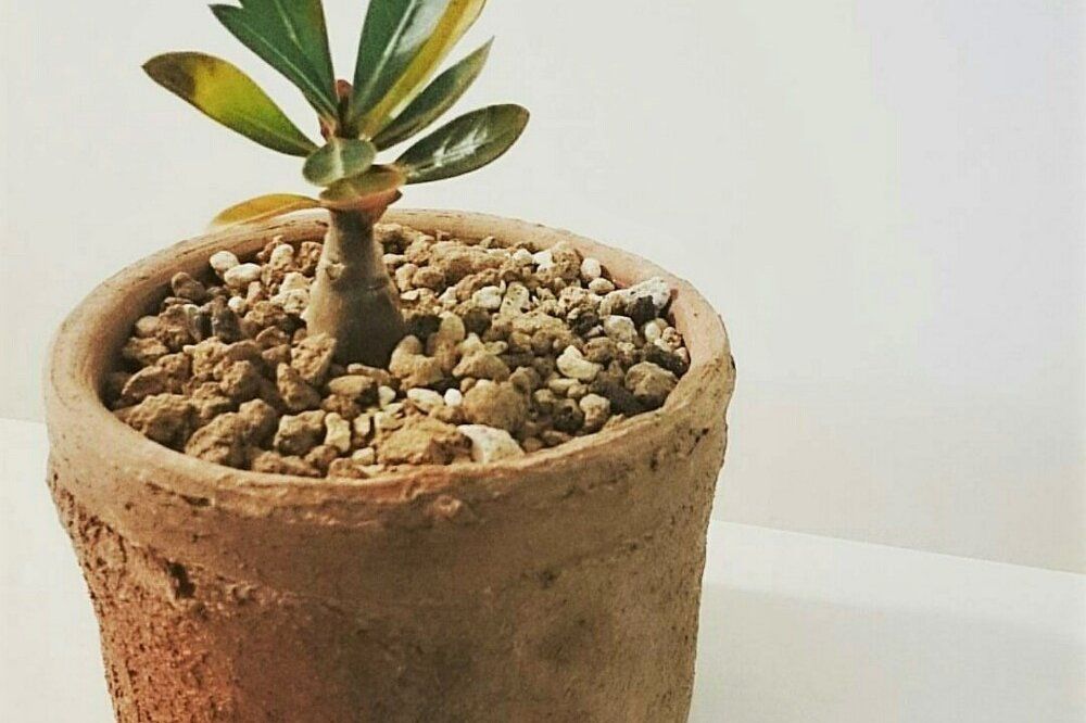 アデニウム・ソマレンセ