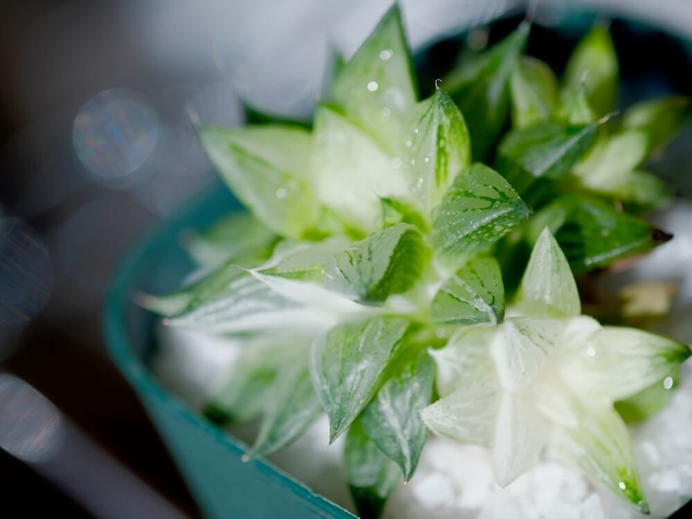 ハオルチア　氷砂糖