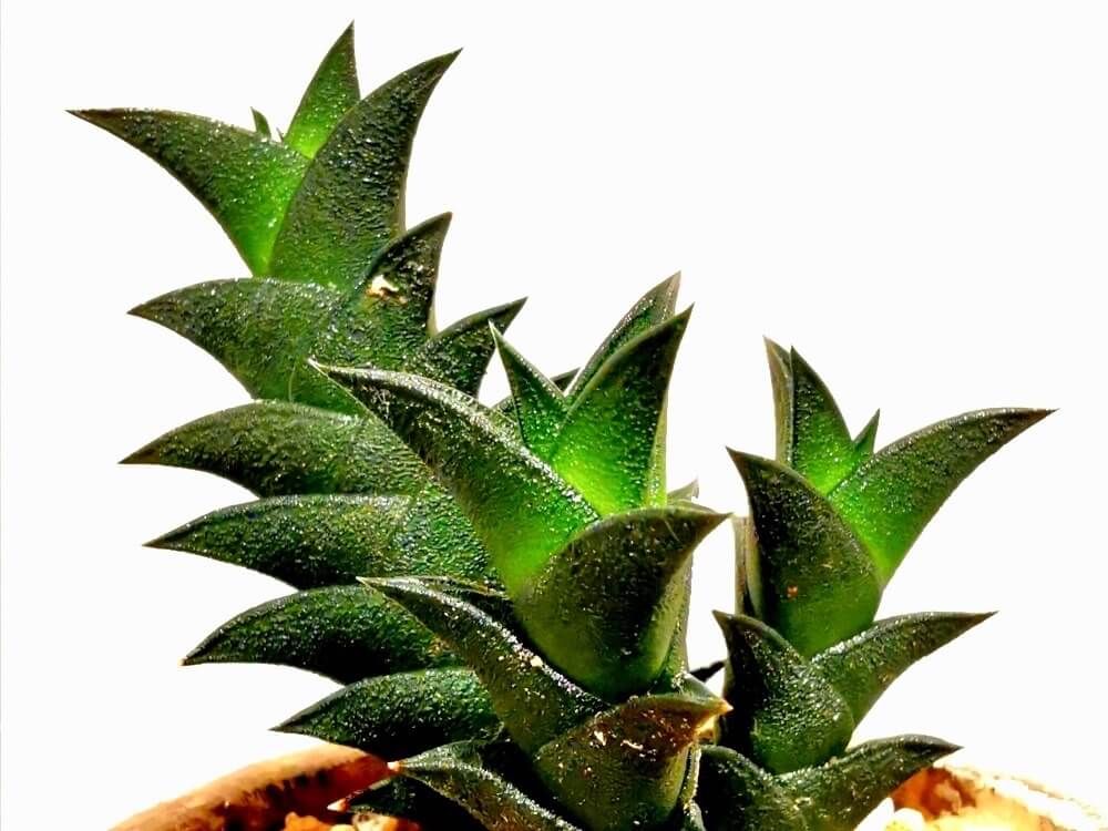 ハオルチア・ビスコーサ