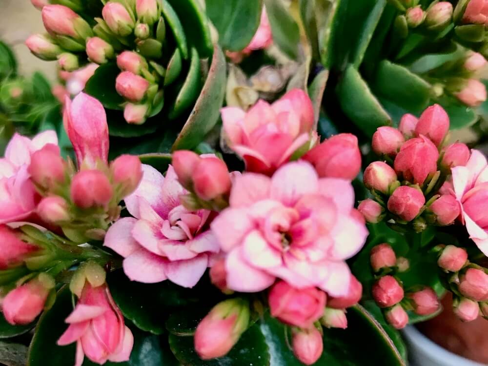 カランコエの育て方 花の咲かせ方は ひょろひょろに伸びたときの剪定方法は Greensnap グリーンスナップ