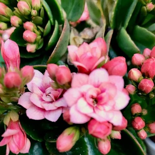 カランコエの花言葉 花の特徴は いつの誕生花 色別で意味が違う Greensnap グリーンスナップ