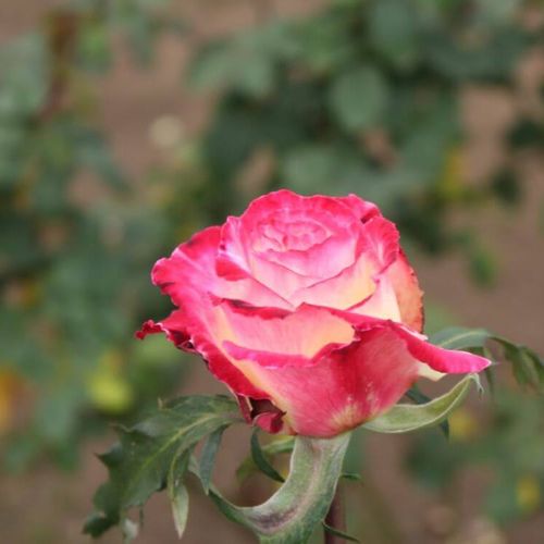 バラ 薔薇 の肥料 与える時期はいつ 寒肥や追肥におすすめの肥料は Greensnap グリーンスナップ