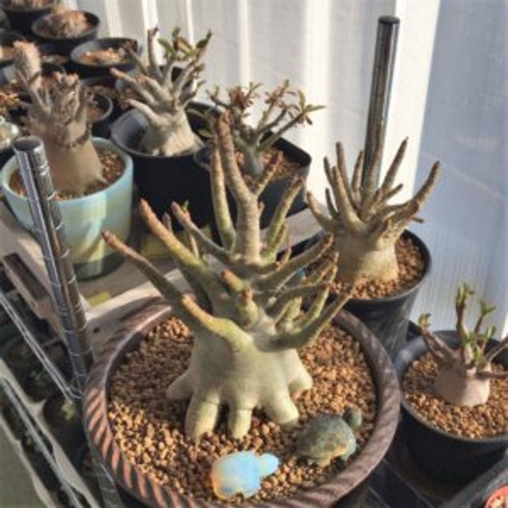 アデニウム・アラビカム