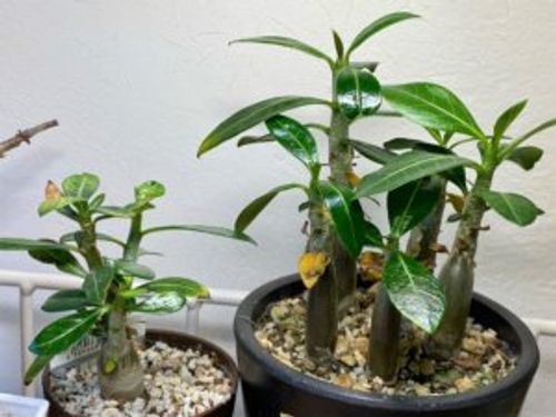 アデニウム アラビカムの育て方 種や挿し木からでも育つ 花の時期は Greensnap グリーンスナップ