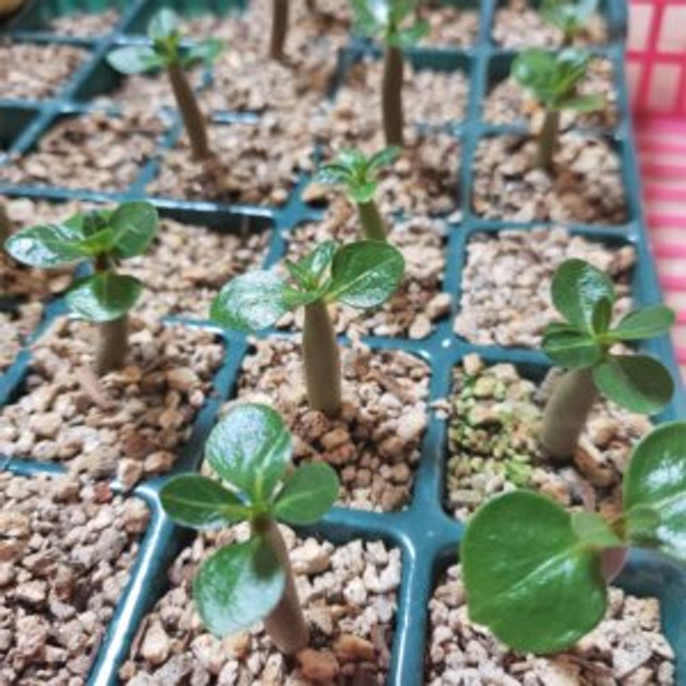 アデニウム・アラビカム