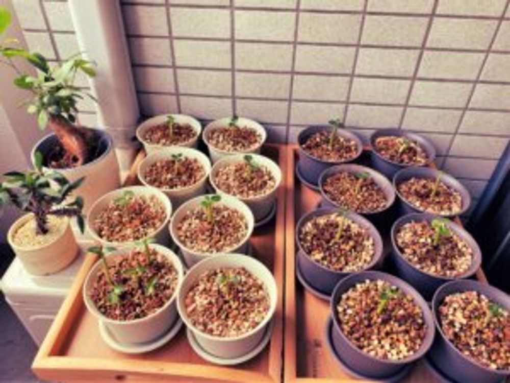 アデニウム・アラビカム