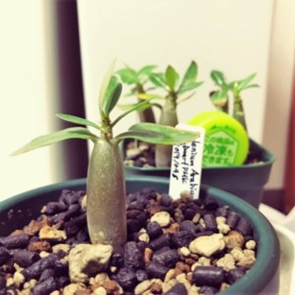 アデニウム・アラビカム・ドワーフ