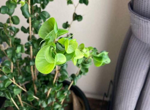 観葉植物の正しい水やり方法 頻度や時間は 霧吹きは必要 水分計ってなに Greensnap グリーンスナップ 観葉植物の正しい水やり方法 頻度や時間は 霧吹きは必要 水分計ってなに Greensnap グリーンスナップ