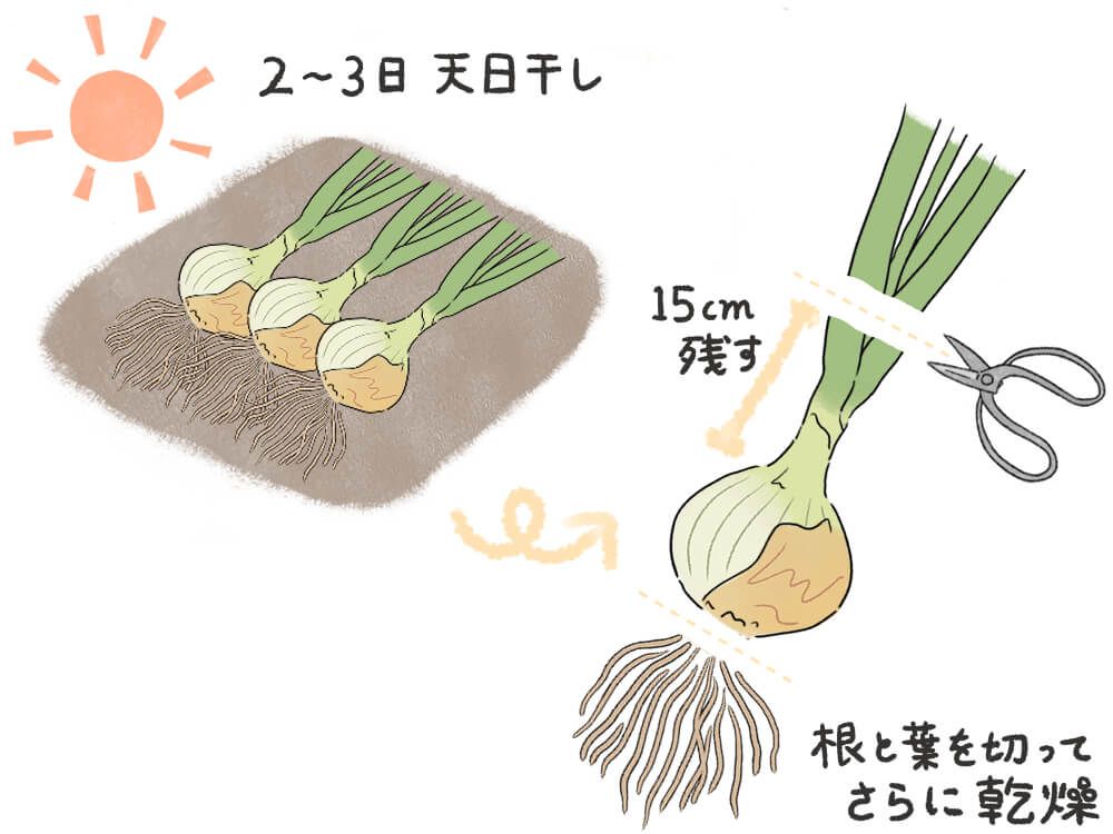 玉ねぎ　乾燥 　葉を切る