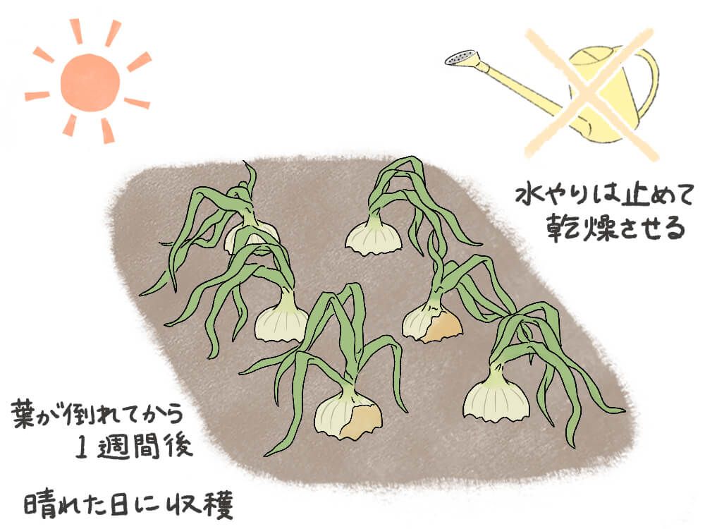 玉ねぎ　収穫時期　葉が倒れたら
