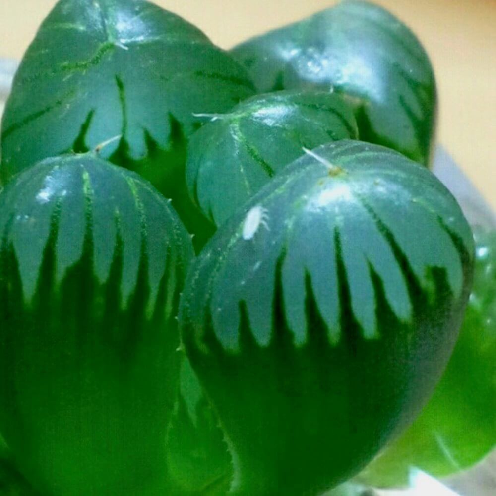 コナジラミが発生したハオルチア