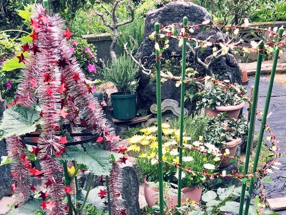 反射材をまいた植物