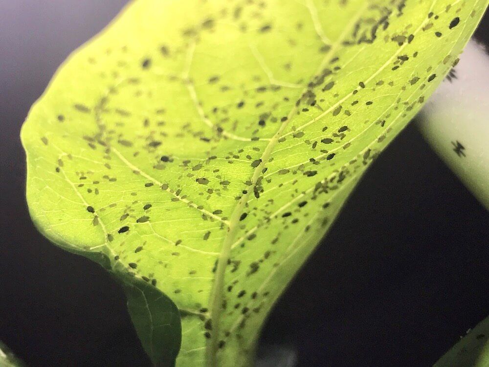 アブラムシとコナジラミがついた葉