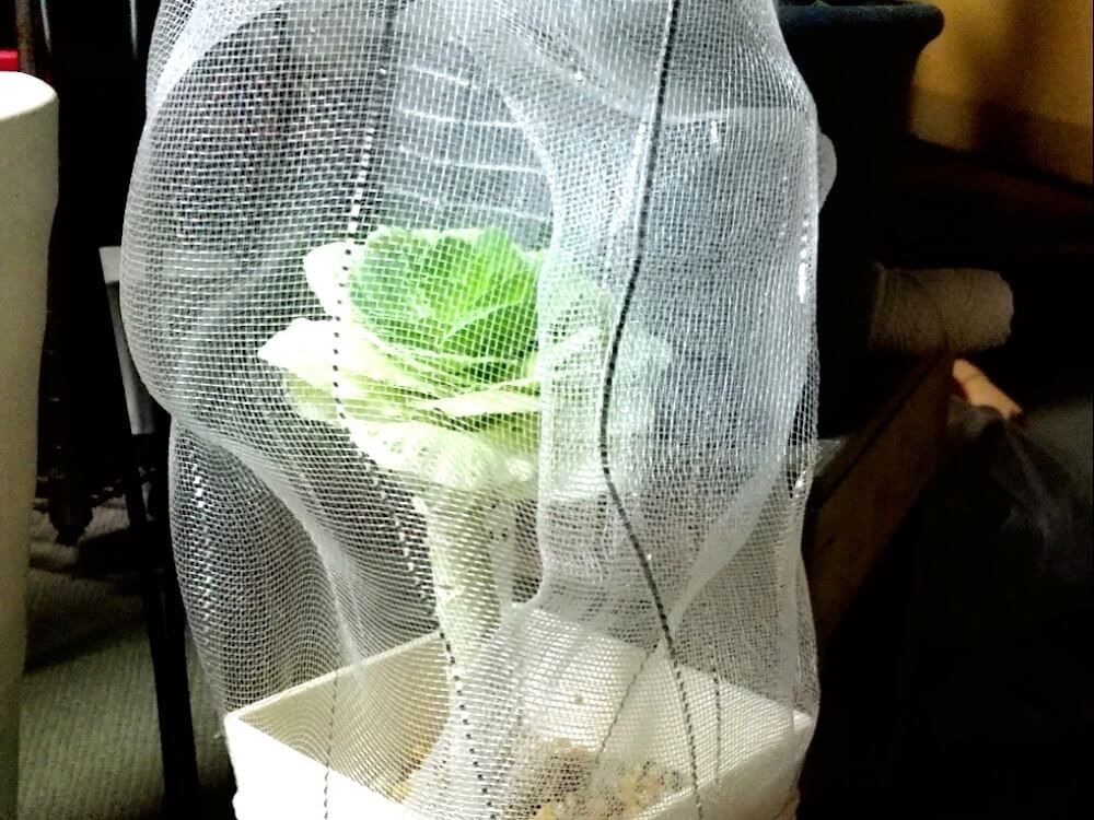 害虫対策に防虫ネットをかけた植物