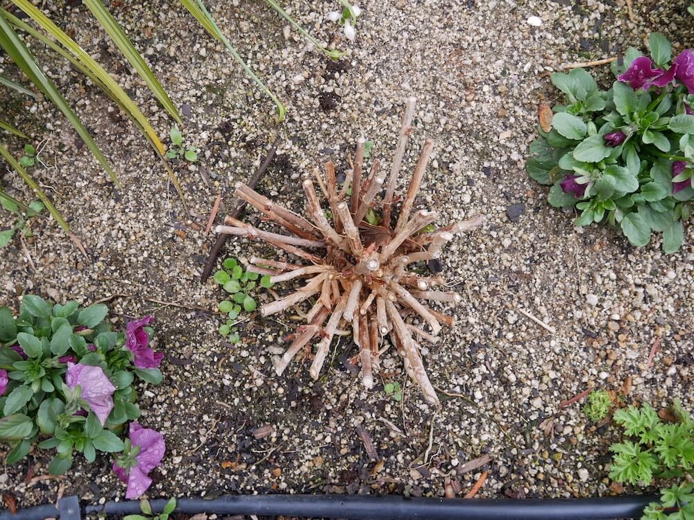 紫陽花 地植え 剪定 根元から切る