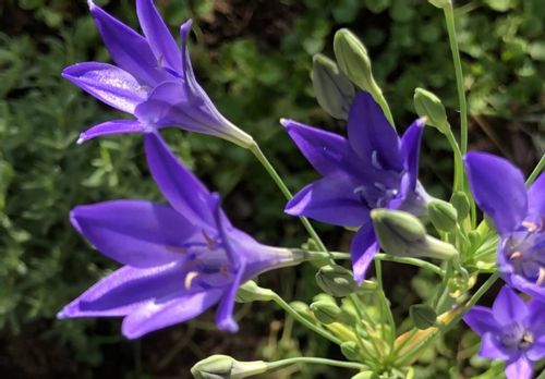 トリテレイアの花言葉 花の特徴や名前の由来 種類は Greensnap グリーンスナップ