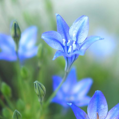 トリテレイアの花言葉 花の特徴や名前の由来 種類は Greensnap グリーンスナップ トリテレイアの花言葉 花の特徴や名前の由来 種類は Greensnap グリーンスナップ