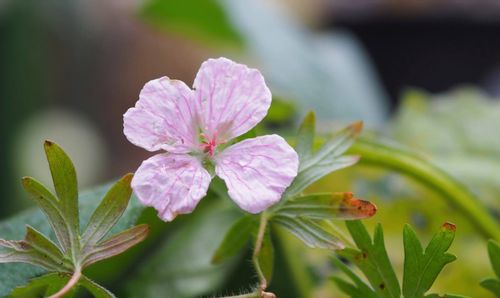 ゲラニウムの育て方 植え付けや植え替えの時期 種まきや株分けでの増やし方は Greensnap グリーンスナップ