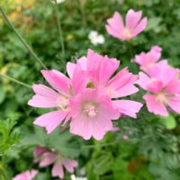 ゲラニウムの育て方｜植え付けや植え替えの時期、種まきや株分けでの増やし方は？の画像